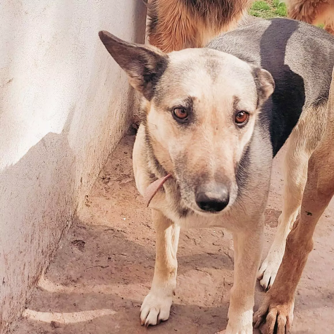 Loba