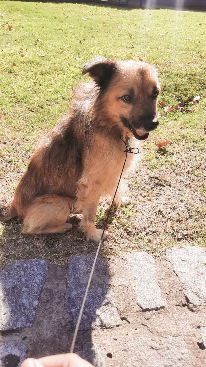 Rockito