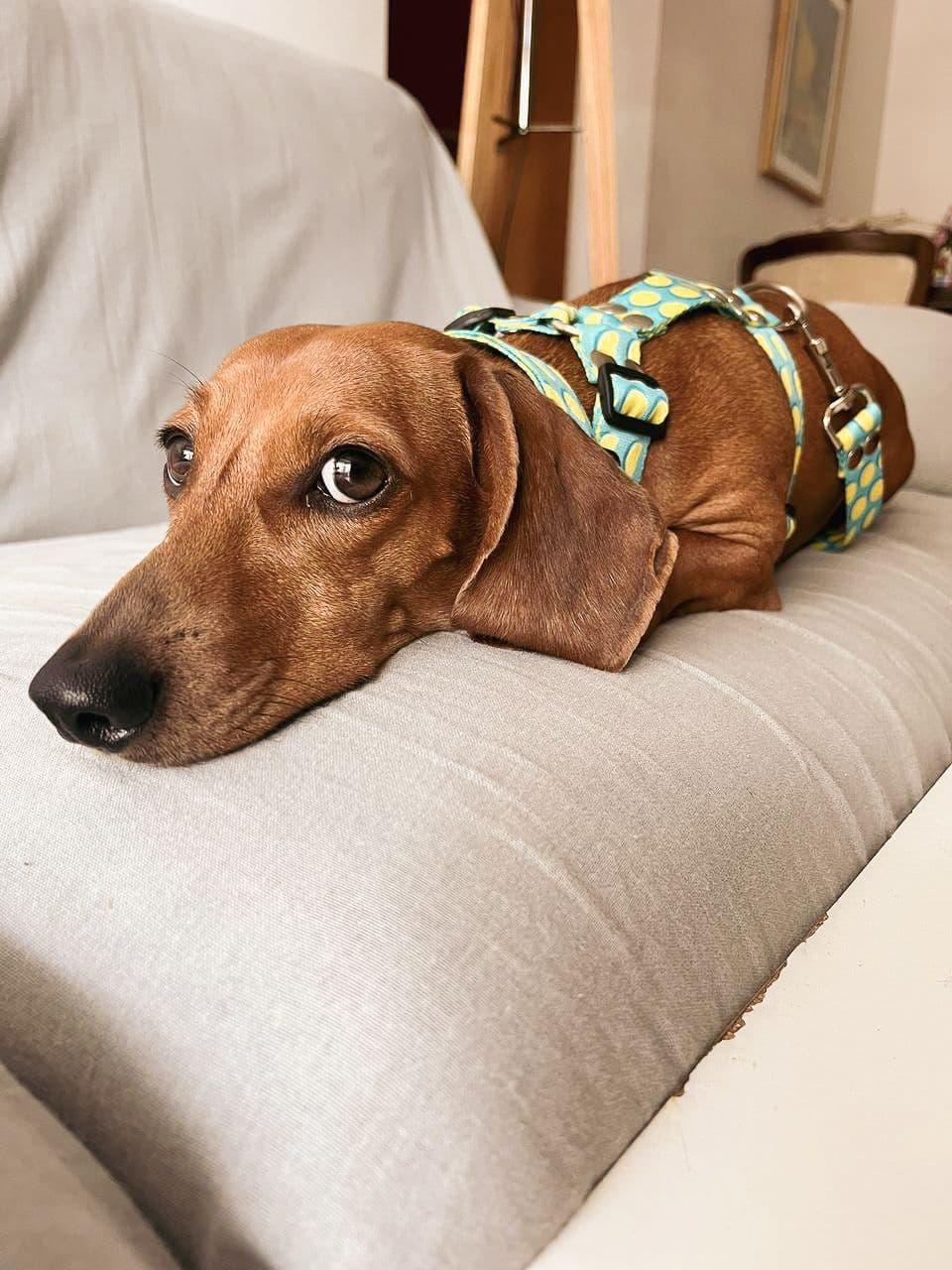 Arnés ajustable en cuello y pecho, con tiras regulables que se adaptan al cuerpo de tu mascota. Modelo Limon y sal