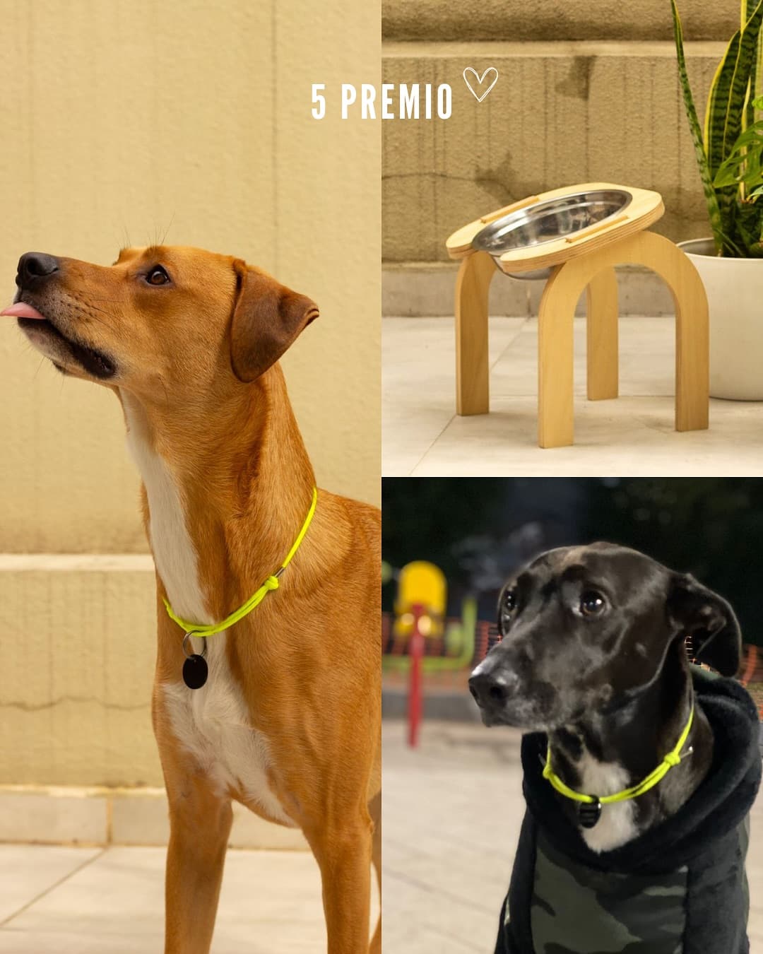 Comedero + 2 chokers para tu mascota