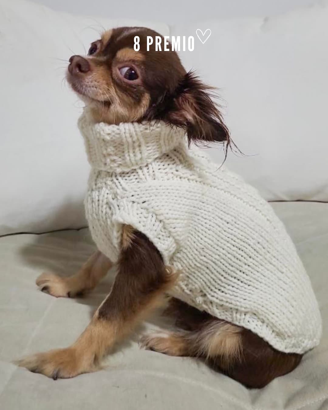 Sweater para tu mascota a elección del ganador (tejidos a mano artesanalmente con lana hipoalergénica)
